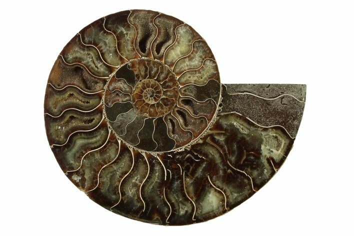 Cut & Polished Ammonite Fossil (Half) - Madagascar #341203